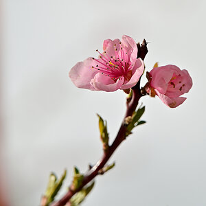 DSC_10713.jpg