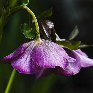 DSC_7207.jpg