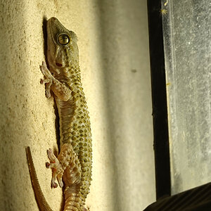 Gecko.ff.jpg