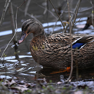 DSC_1279.JPG
