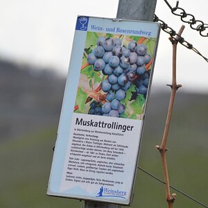 Muskattrollinger_klein.jpg