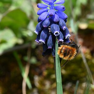 Wildbiene_1200.jpg