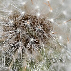 Pusteblume_1200.jpg