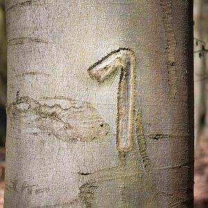 Baum No. 1.jpg