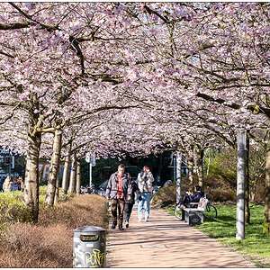 084 Kirschblüte am Knooper Weg I