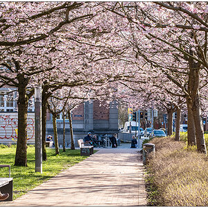 085 Kirschblüte am Knooper Weg II