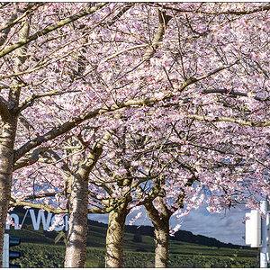 086 Kirschblüte am Knooper Weg III