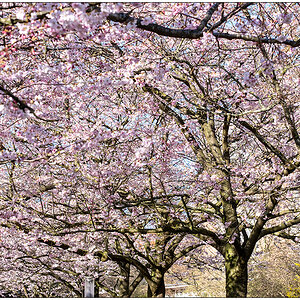 087 Kirschblüte am Knooper Weg IV