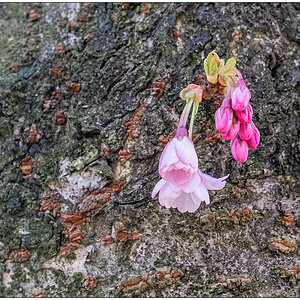 088 Kirschblüte am Knooper Weg VI
