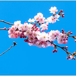 089 Kirschblüte am Knooper Weg VII