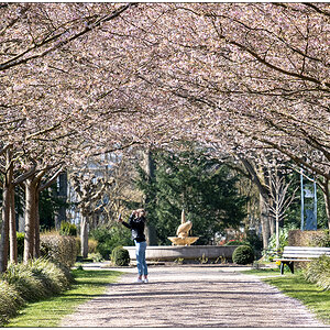 093 Kirschblüte auf dem Alten Urnenfriedhof II