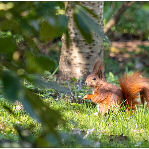 094 Eichhörnchen im Gras auf dem Alten Urnenfriedhof