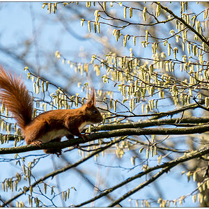 095  Eichhörnchen auf einem Baum auf dem Alten Urnenfriedhof