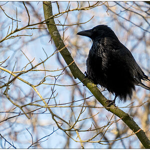 096 Krähe auf einem Baum auf dem Alten Urnenfriedhof
