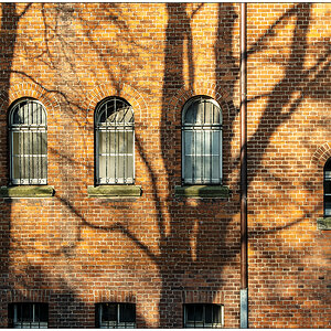 99 Baumschatten I