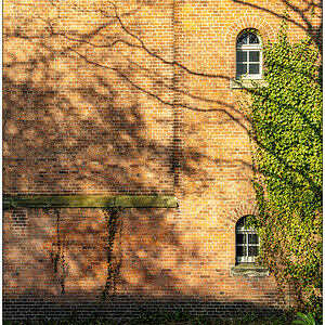 100 Baumschatten II
