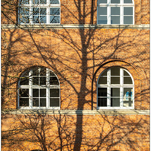 101 Baumschatten III