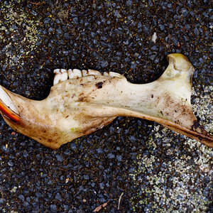 Z50_0286_DxO.jpg
