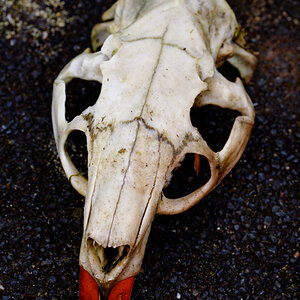 Z50_0281_DxO.jpg