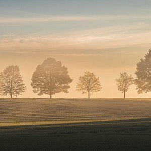 Tree Family