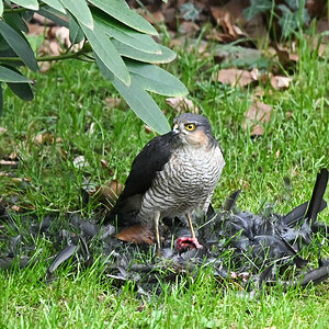 Sperber schlägt Amsel im Garten.jpg