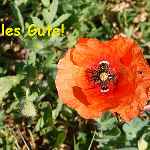Alles Gute!.jpg