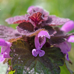 Purpurrote Taubnessel_bearbeitet-1.jpg