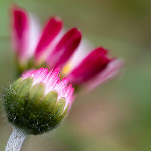 Gänseblümchen.jpg