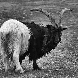 Waliser Schwarzhalsziege BW.jpg