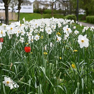 Blumenwiese Z fc 28mm.jpg