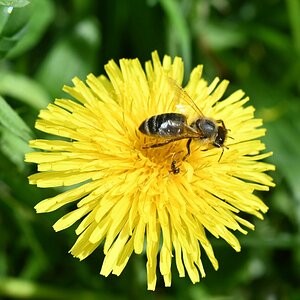 Löwenzahl mit Biene Z fc 28mm.jpg