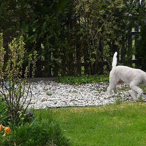 Nein ich jage keinen..., aber die Katzenspur in meinem Garten stoert mich trotzdem....jpg