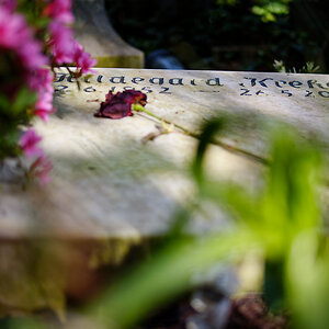 Z50_0489_DxO.jpg