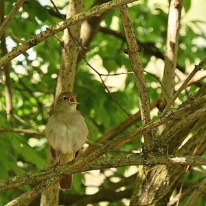 DSC_6155.JPG