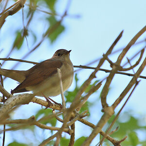 DSC_6175.JPG