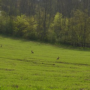 DSC_9313_00001 (2)n.jpg