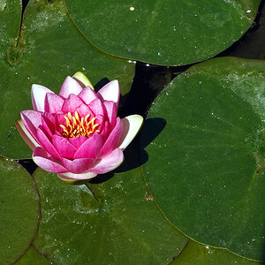 Teich.1.jpg