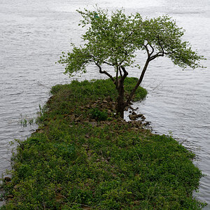 Obstbaum Weserinsel.jpg