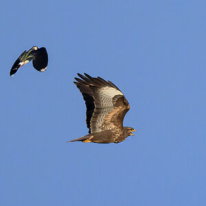 NZ9_0450_Kiebitz scheucht Bussard_IA_3_2023.jpg