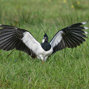 NZ9_3418_Gelandet_IA_4_2023.jpg