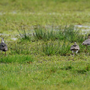 NZ9_4621_Kiebitzmännchen mit zwei Weibchen_IA_4_2023.jpg