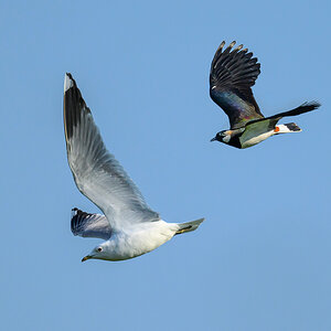 NZ9_5907_Kiebitz scheucht Möwe_IA_4_2023.jpg