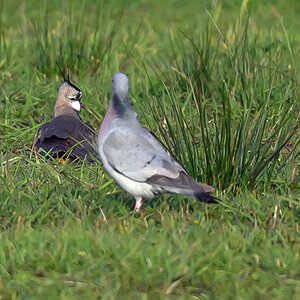 NZ9_6363_Kiebitz bekommt Besuch_IA_4_2023.jpg