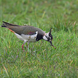 NZ9_6446_Kiebitzdame hat Regenwurm_IA_4_2023.jpg