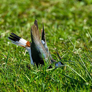 NZ9_6698_Balzstellung Männchen IA_4_2023.jpg