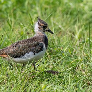 D50_3873_junger KiebitzIA_7_2017.jpg