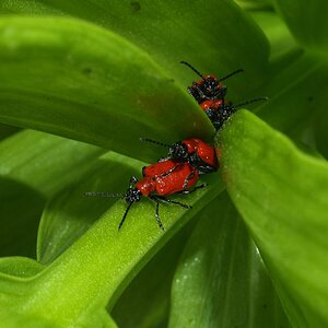 Lilienhähnchen