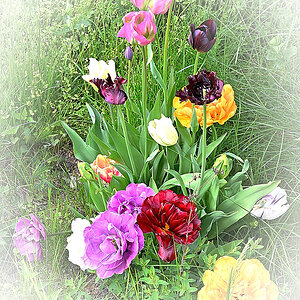blüten1_01.JPG