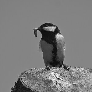 _Z506040_DxOAxl_SW.jpg