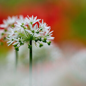 _Z621465-DeNoiseAI-clear.jpg